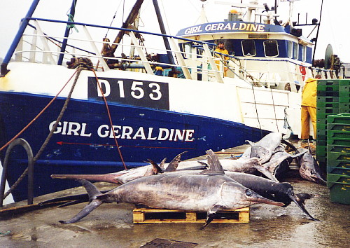Swordfish landed by a local trawler at the pier