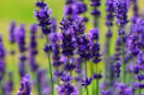 Lavender.png