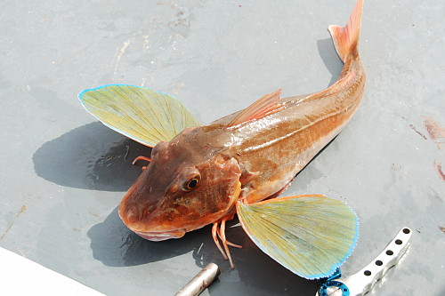 sea-angling-festival12.jpg