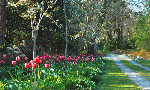 Inishbeg garden