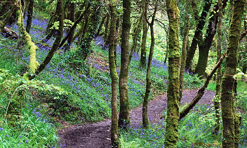 Lough Hyne woods