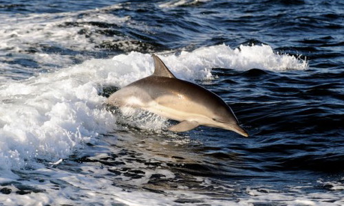 Common dolphin