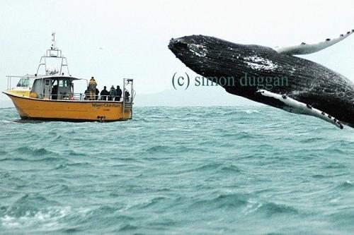 Fastnet Sunset Tours & Whale Watching Trips