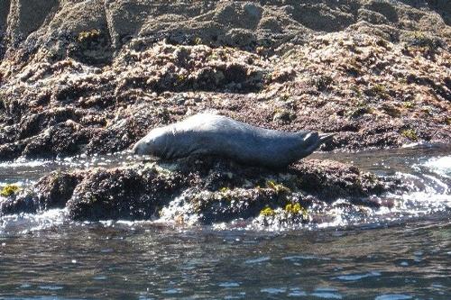 Fastnet Sunset Tours & Whale Watching Trips