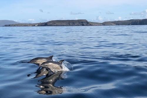 Fastnet Sunset Tours & Whale Watching Trips