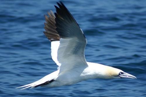 Whale Watch West Cork