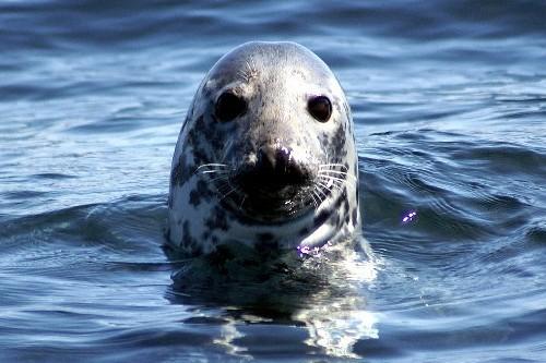 Whale Watch West Cork