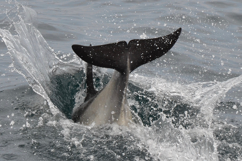 Whale Watch West Cork