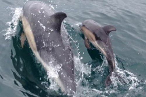 Whale Watch West Cork