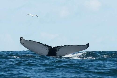 Fastnet Sunset Tours & Whale Watching Trips