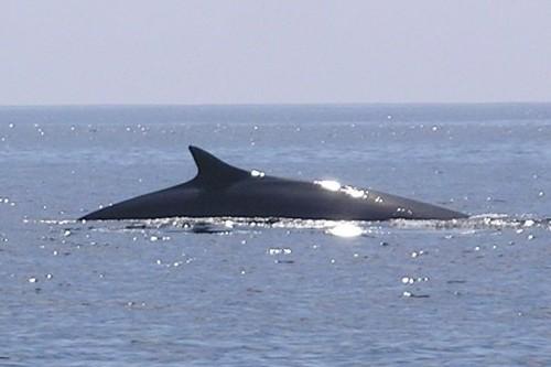 Whale Watch West Cork