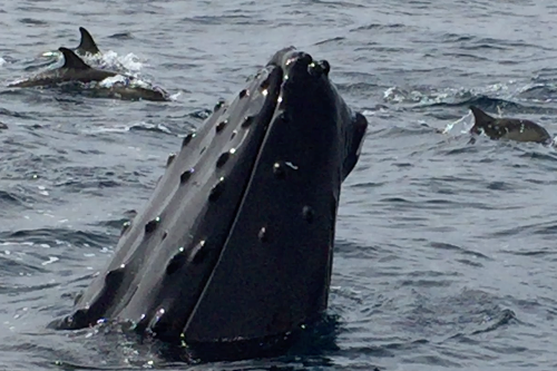 Whale Watch West Cork
