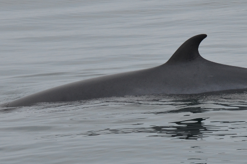 Whale Watch West Cork