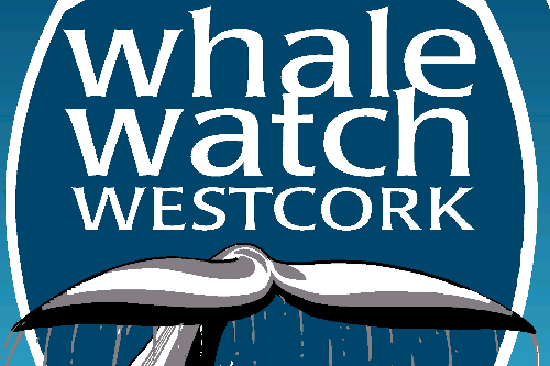 Whale Watch West Cork