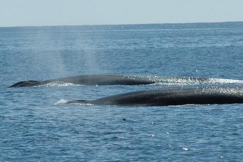 Whale Watch West Cork