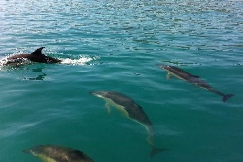 Fastnet Sunset Tours & Whale Watching Trips