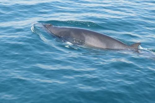 Fastnet Sunset Tours & Whale Watching Trips