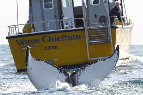 Aquaventures Wildlife Tours & Fastnet Sunset Trips