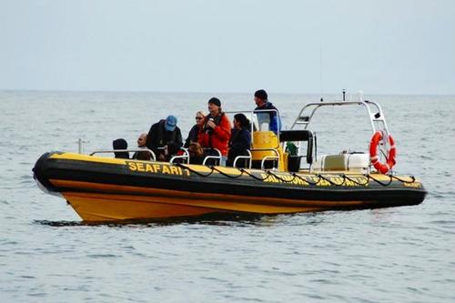 Baltimore Sea Safari