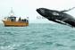 Fastnet Sunset Tours & Whale Watching Trips