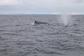 Fastnet Sunset Tours & Whale Watching Trips