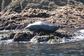 Fastnet Sunset Tours & Whale Watching Trips