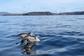 Fastnet Sunset Tours & Whale Watching Trips