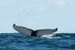 Fastnet Sunset Tours & Whale Watching Trips