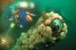 Aquaventures Diving & Snorkelling