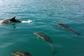 Fastnet Sunset Tours & Whale Watching Trips