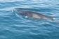 Fastnet Sunset Tours & Whale Watching Trips